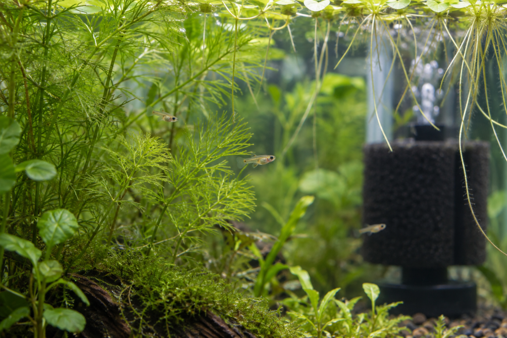 Tiny guppy fry among fine-leaved plants near a sponge filter